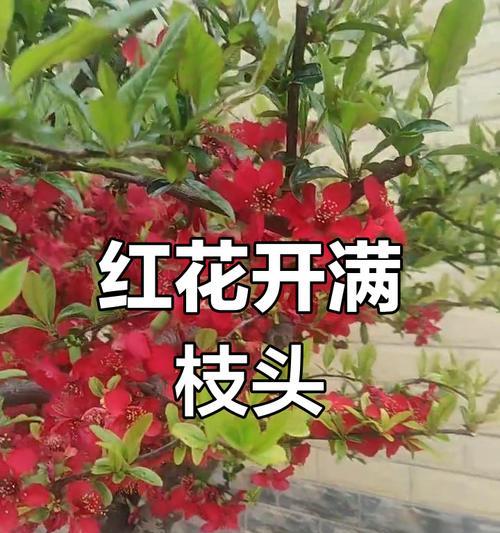 开门红花养殖方法及注意事项？