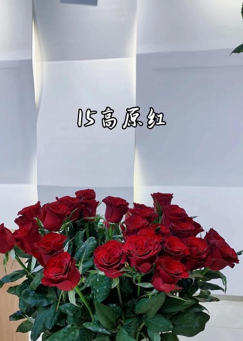 玫瑰有哪些品种？玫瑰品种选择与养护指南？