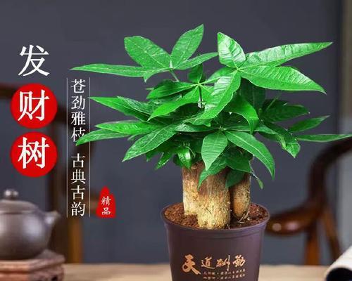 室内养殖发财树的注意事项有哪些？