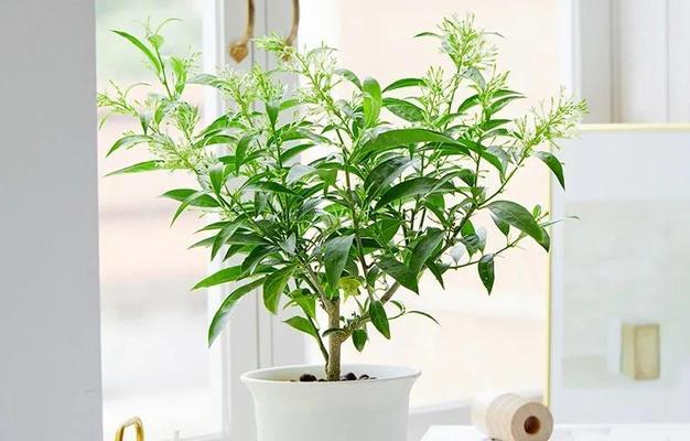 哪些花卉具有驱蚊效果？