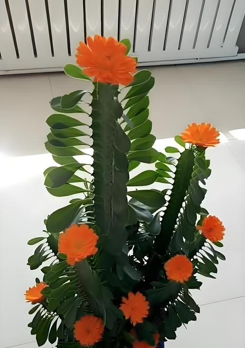 哪些花与龙骨相似？如何区分？