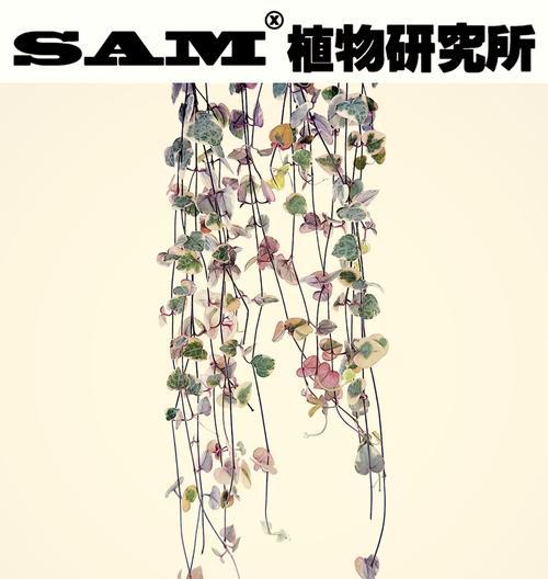 爱之蔓锦的繁殖方法有哪些？如何进行有效的爱之蔓锦繁殖？