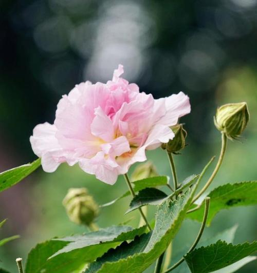 芙蓉花的养殖方法和注意事项是什么？