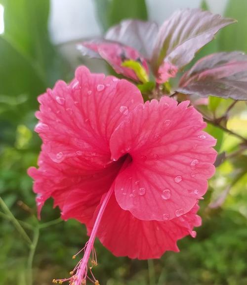 芙蓉花的养殖方法和注意事项是什么？