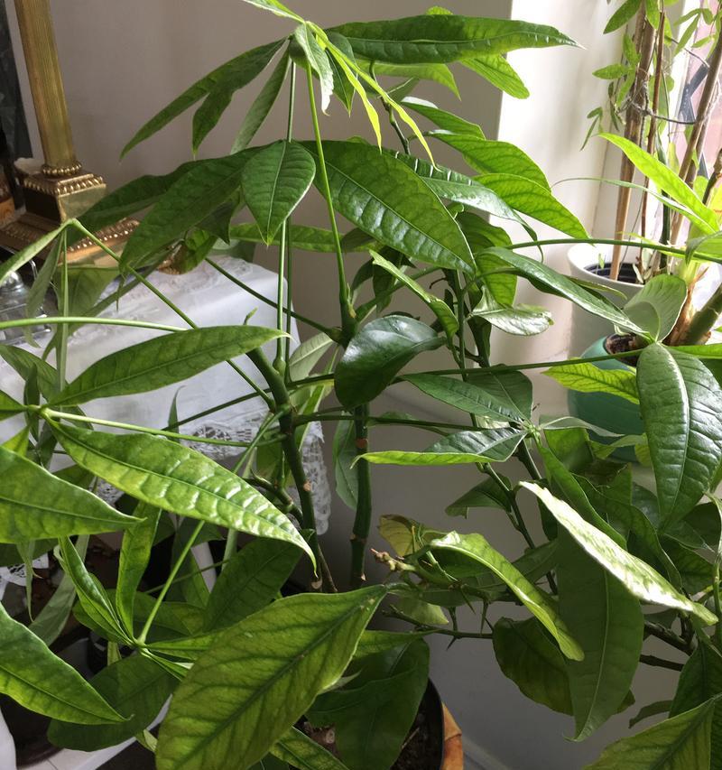招财树有多少种？招财树品种的选择标准是什么？