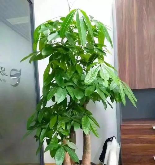 招财树有多少种？招财树品种的选择标准是什么？