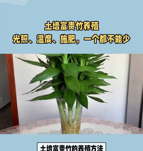 富贵竹土养的技巧有哪些？