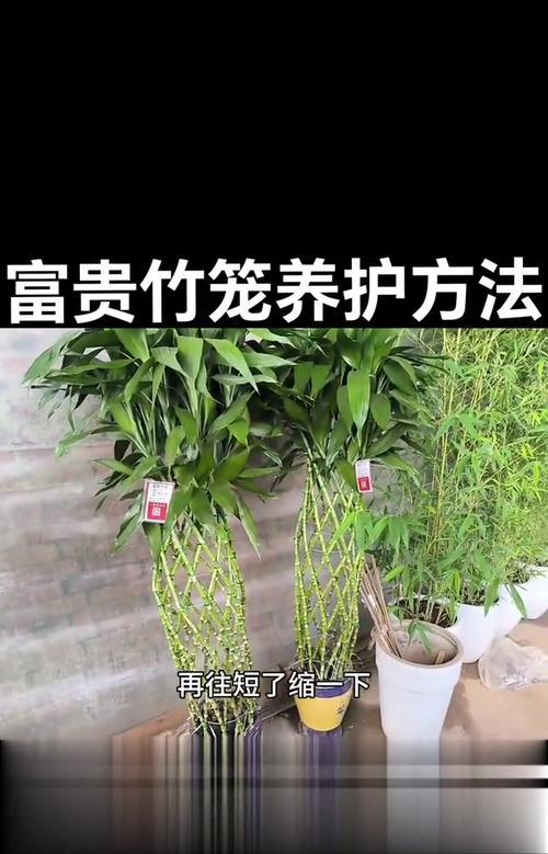 富贵竹土养的技巧有哪些？