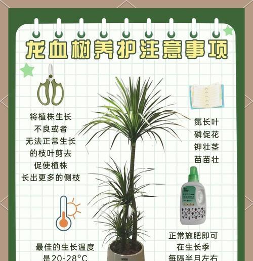 龙血树水培的技巧有哪些？