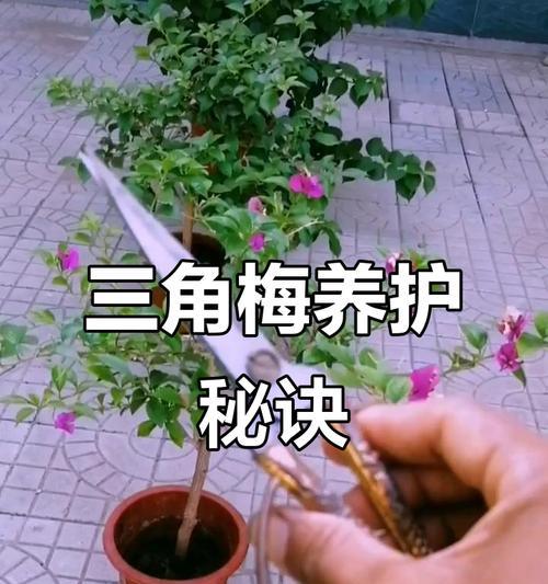 三角梅的养护技巧和常见问题是什么？