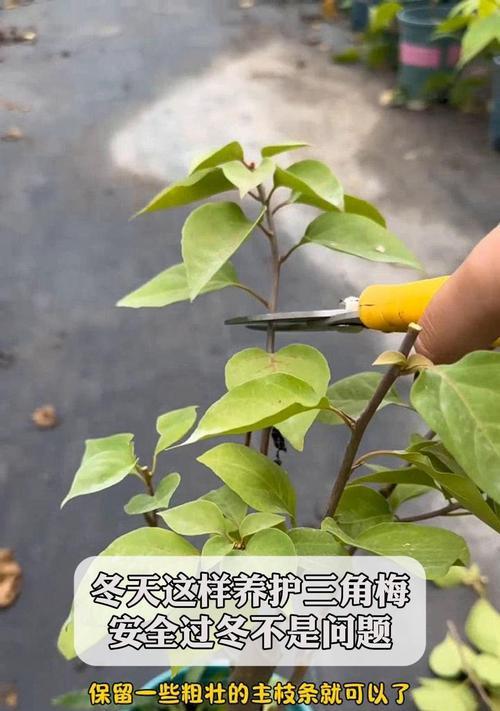 三角梅的养护技巧和常见问题是什么？