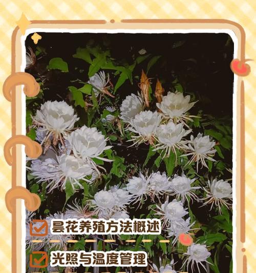 昙花冬季养护技巧有哪些？