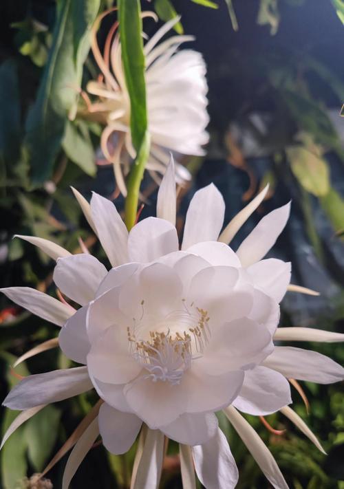 昙花冬季养护技巧有哪些？