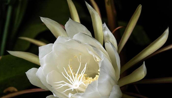 昙花冬季养护技巧有哪些？