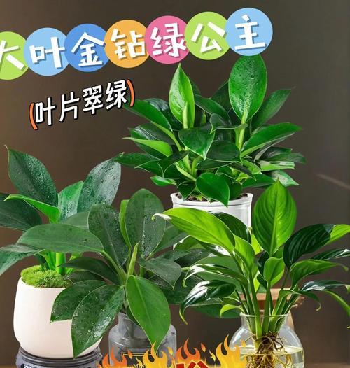 金钻叶子下垂的常见原因及处理方法？