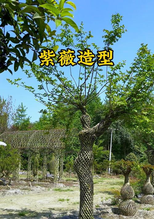 紫薇造型修剪的正确步骤是什么？