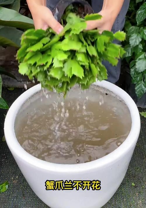 蟹爪兰不开花的原因及解决办法是什么？