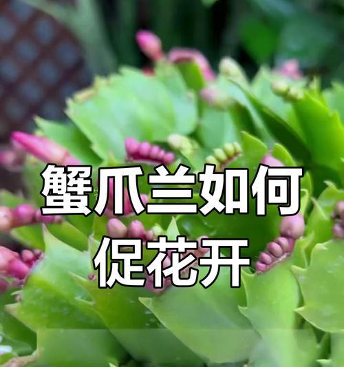 蟹爪兰不开花的原因及解决办法是什么？