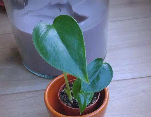 龟背竹幼苗的养护技巧有哪些？