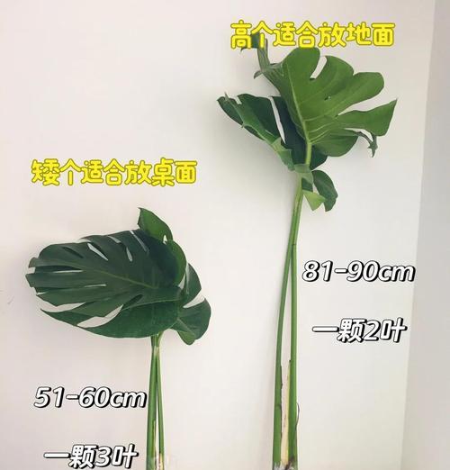 龟背竹幼苗的养护技巧有哪些？