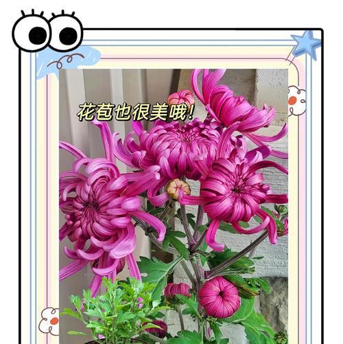 夏天盆栽菊花的养殖技巧是什么？