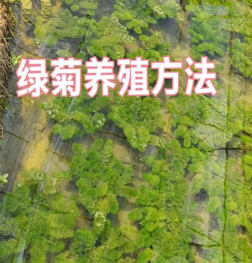 夏天盆栽菊花的养殖技巧是什么？