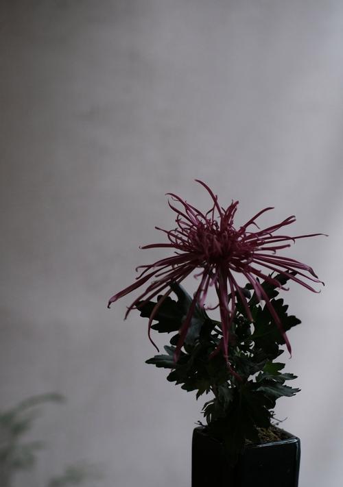 夏天盆栽菊花的养殖技巧是什么？