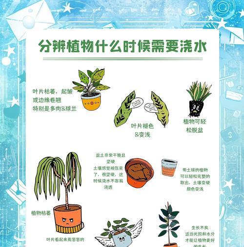蕨类植物的浇水技巧是什么？多久浇一次水合适？