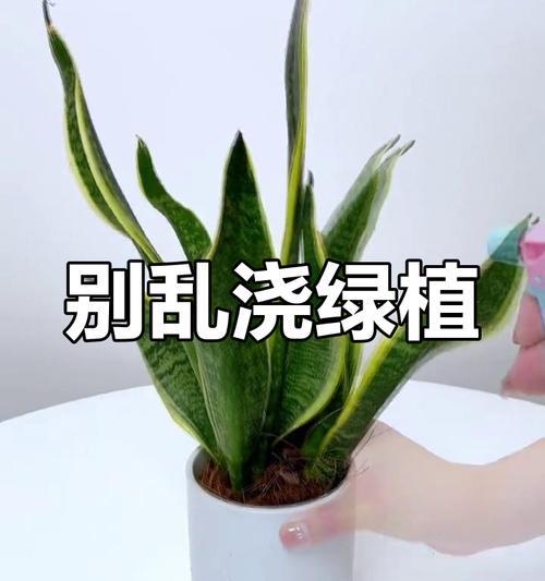 蕨类植物的浇水技巧是什么？多久浇一次水合适？