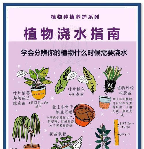 蕨类植物的浇水技巧是什么？多久浇一次水合适？