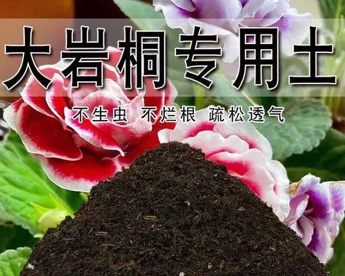 大岩桐施肥的正确方法和注意事项有哪些？