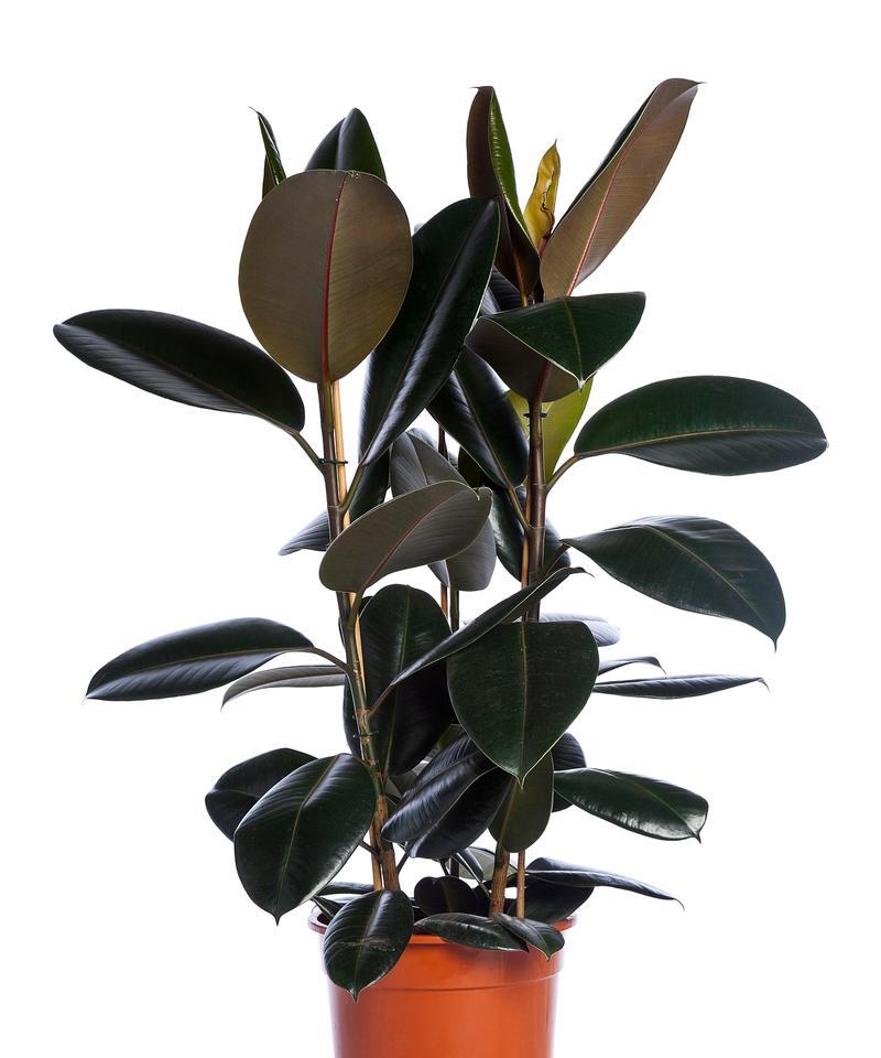 橡皮树种植需要注意哪些要点？