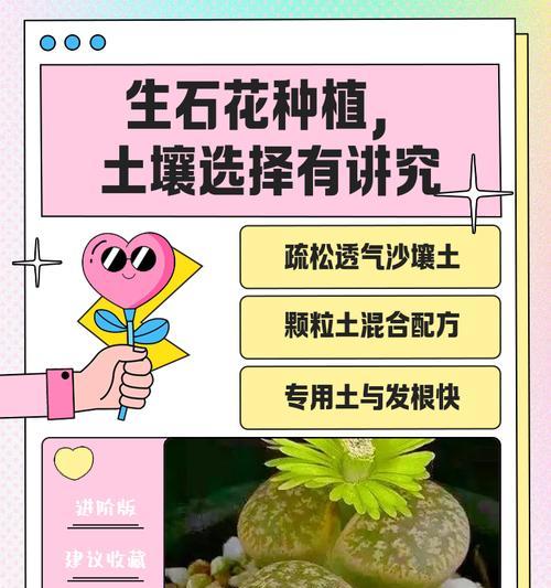 生石花的种植土壤选择有什么讲究？