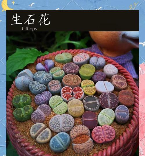 生石花的种植土壤选择有什么讲究？