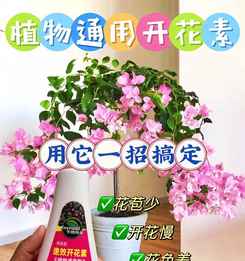 三角梅生长缓慢怎么办？如何促进快速生长？