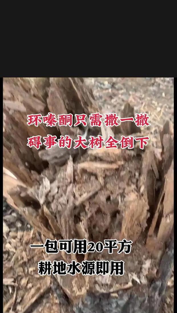 竹子烂根的原因是什么？如何预防和处理？