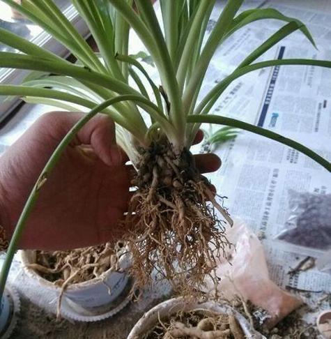 吊兰黄叶的原因是什么？如何有效解决？