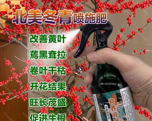 冬青施肥的正确方法是什么？