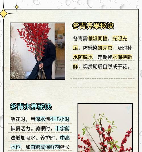 冬青施肥的正确方法是什么？