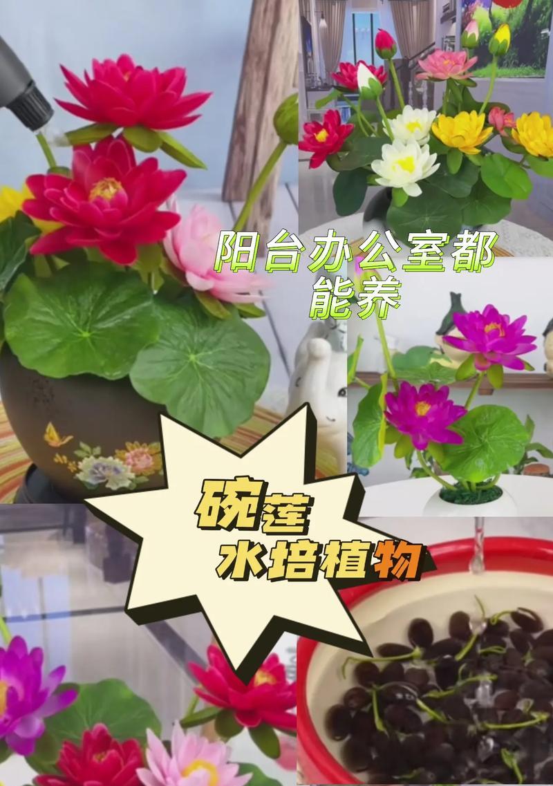 碗莲开花的条件和管理技巧是什么？
