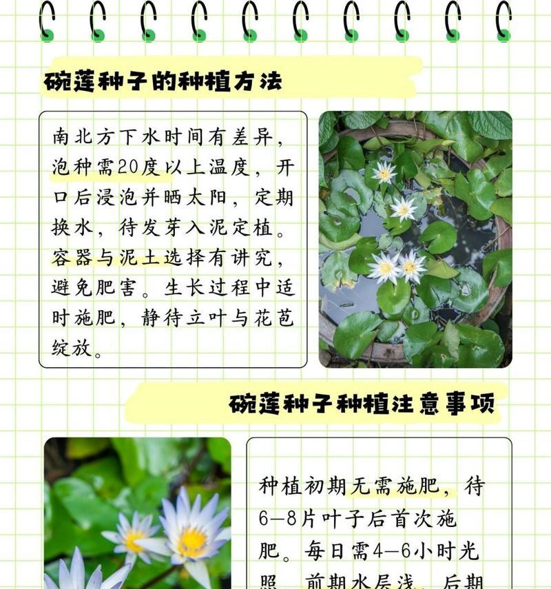 碗莲开花的条件和管理技巧是什么？