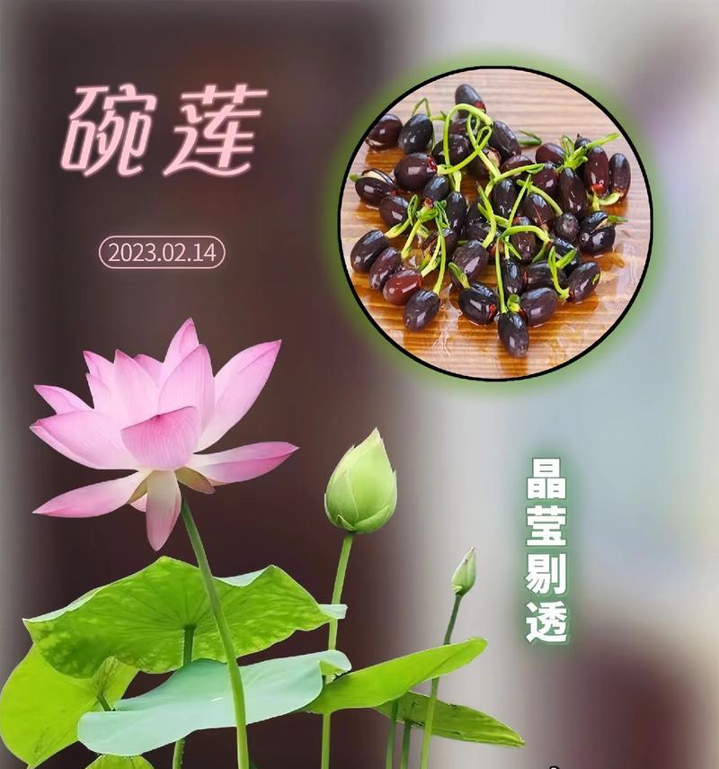 碗莲开花的条件和管理技巧是什么？