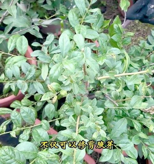 金弹子修剪技巧有哪些？如何正确修剪金弹子？