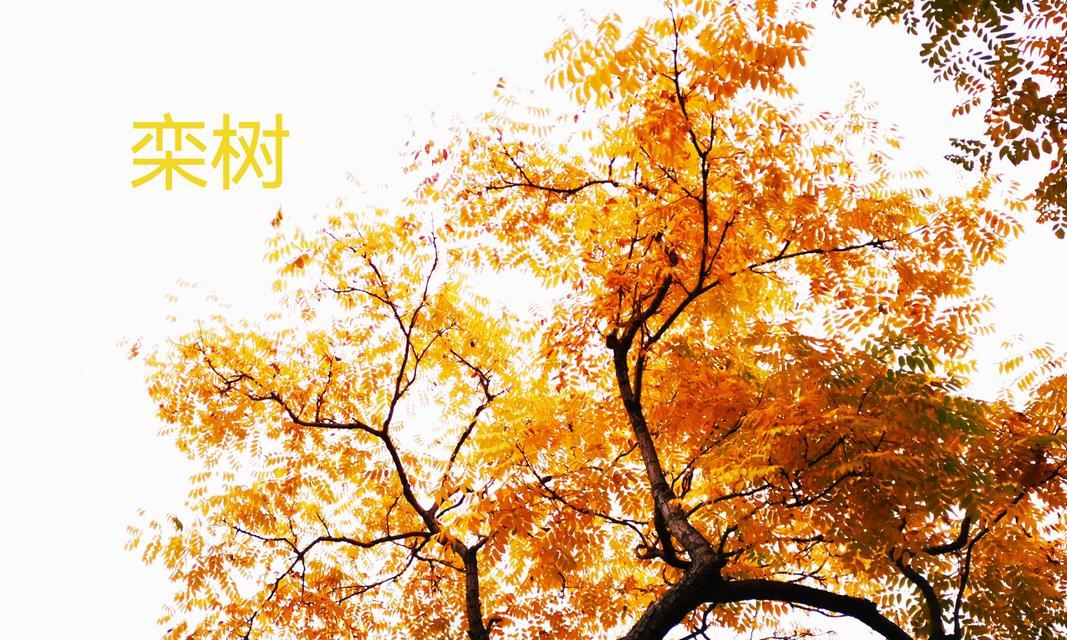 彩叶树有哪些新品种？彩叶树新品种的选购指南是什么？