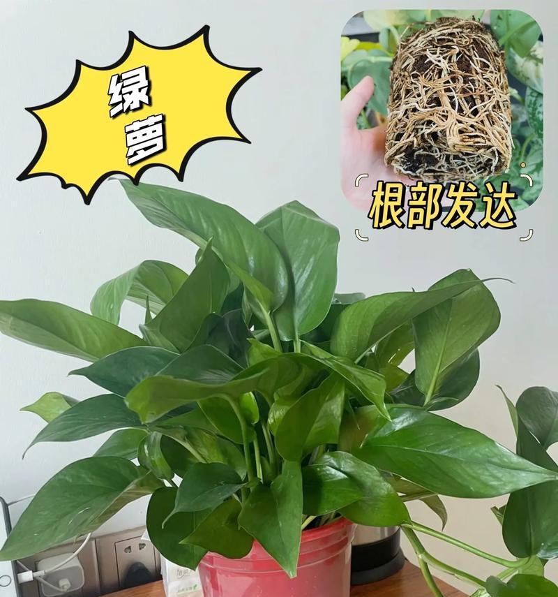 绿萝的养殖方法是什么？如何养出茂盛的绿萝？