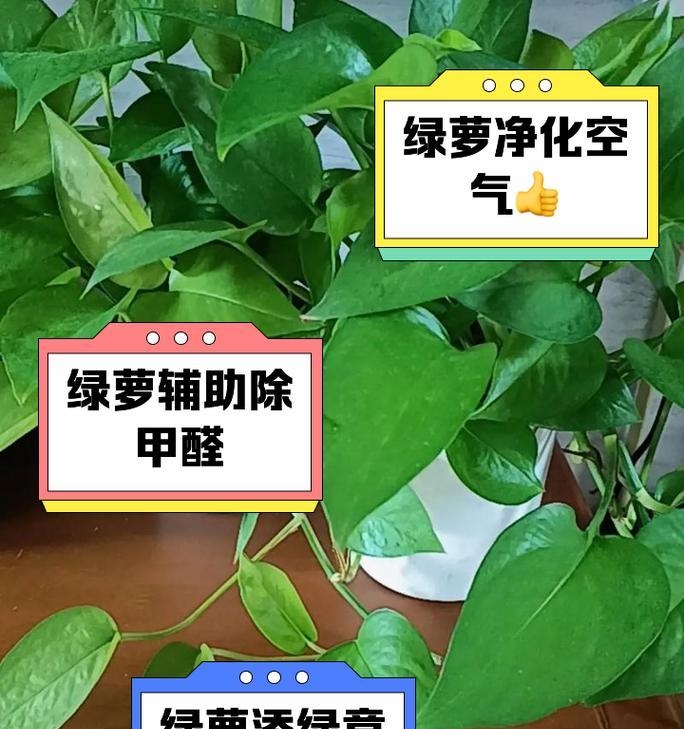 绿萝的养殖方法是什么？如何养出茂盛的绿萝？