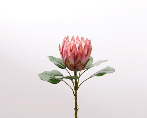 帝王花水养方法有哪些？如何避免水养中的常见问题？