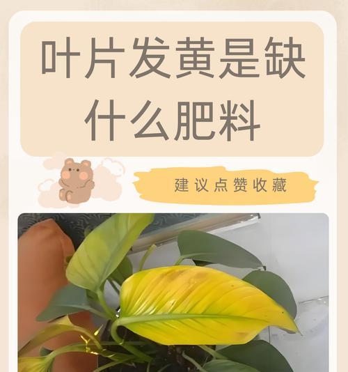 大蒜叶片发黄的原因和解决方法是什么？
