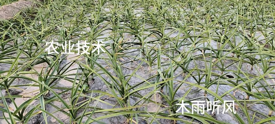 大蒜叶片发黄的原因和解决方法是什么？