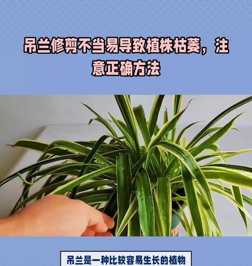 吊兰修剪的正确步骤是什么？